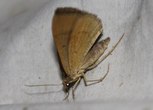 Réf. 287 407 : Scotopteryx chenopodiata